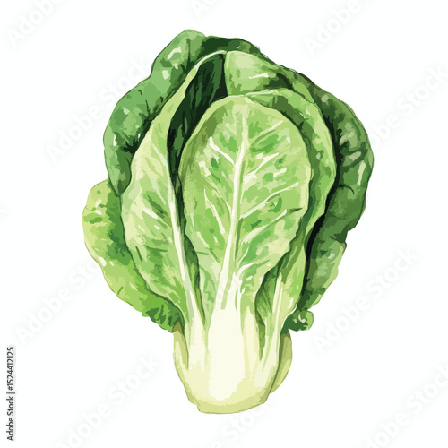 Watercolor Style Bok Choy Illustration Vibrant Green Leaves Detailed Veins