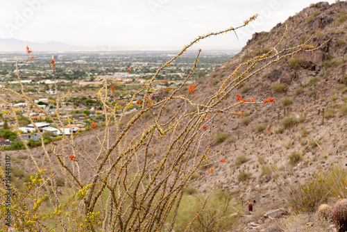 Ocotillo semi-succulent plant with small green leaves and sharp spines in flower during spring flowering season