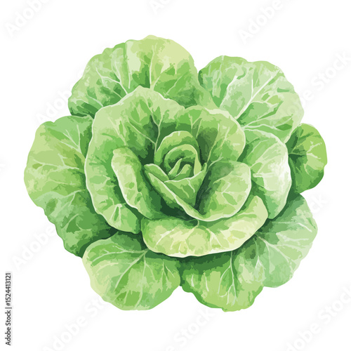 Watercolor style butter lettuce head with layered leaves and soft green hues