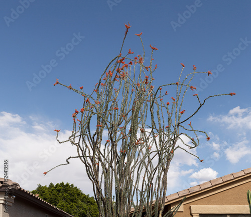 Ocotillo succulent plant with small green leaves and sharp spines in full bloom during spring flowering season
