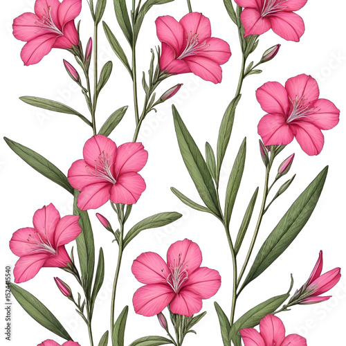 Flower illustration on a white background. CLARKIA