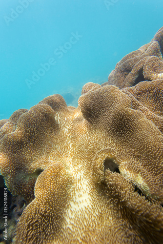 Photo of coral reef