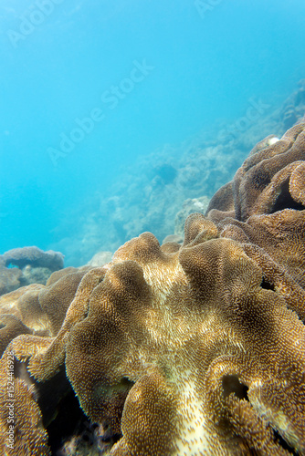 Fototapeta Naklejka Na Ścianę i Meble -  Photo of coral reef