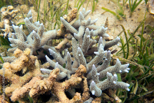 Fototapeta Naklejka Na Ścianę i Meble -  Photo of coral reef