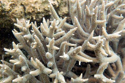 Photo of coral reef