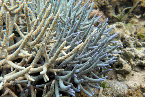Fototapeta Naklejka Na Ścianę i Meble -  Photo of coral reef