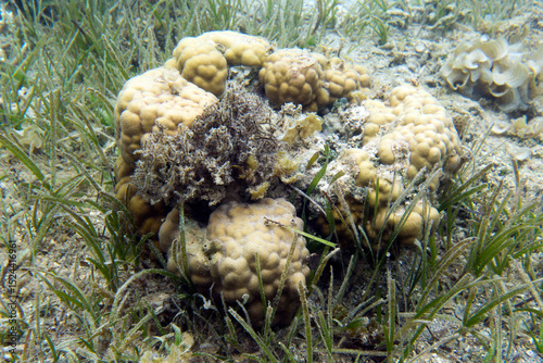 Photo of coral reef