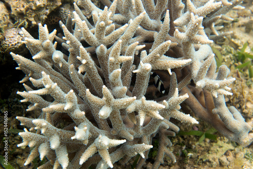 Fototapeta Naklejka Na Ścianę i Meble -  Photo of coral reef
