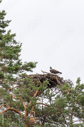 Photo of Osprey in rainy day