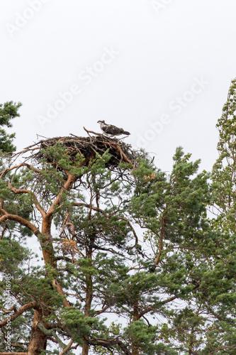 Photo of Osprey in rainy day