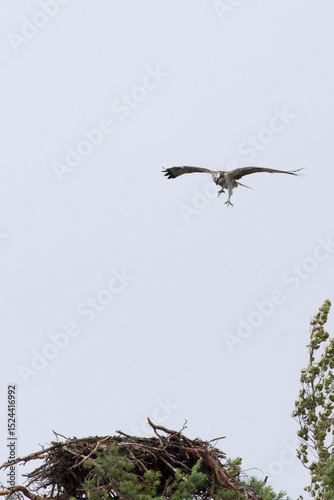 Photo of Osprey in rainy day