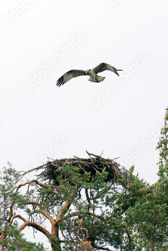 Photo of Osprey in rainy day