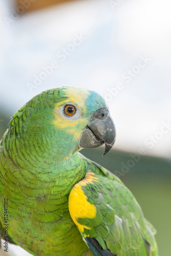 Close photo of blue fronted amazon