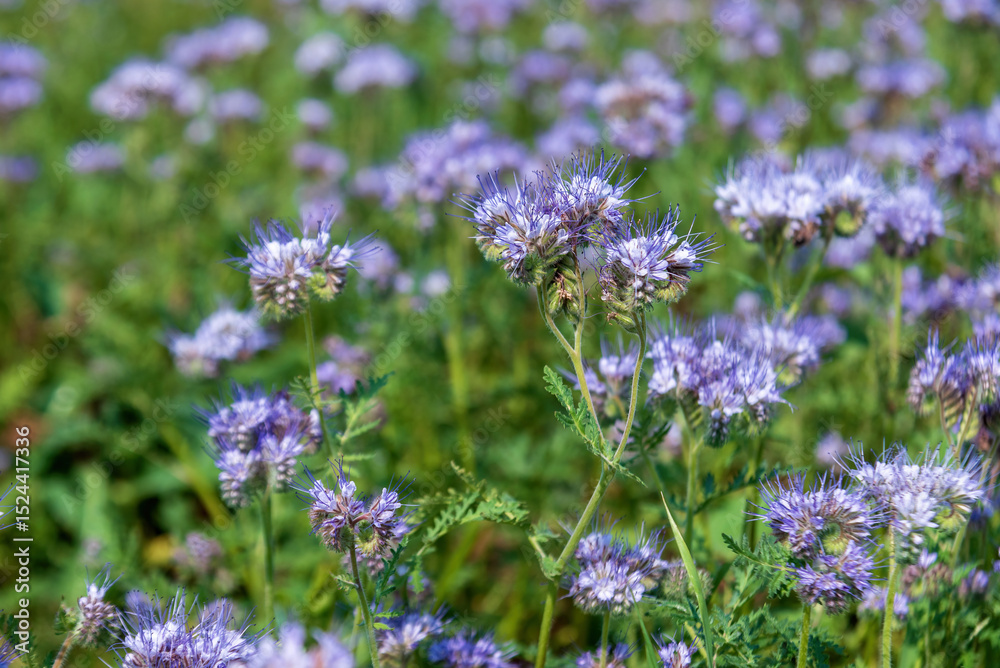 Obraz premium Phacelia tanacetifolia flowers in a field in summer.