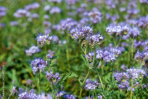 Phacelia tanacetifolia flowers in a field in summer.