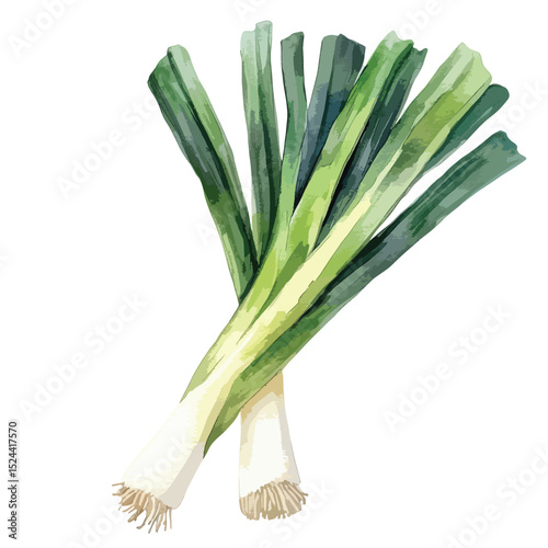 Watercolor Style Leeks with Green Leaves and White Stalks Roots Visible