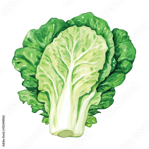 Watercolor Style Napa Cabbage Half Vibrant Green Hues
