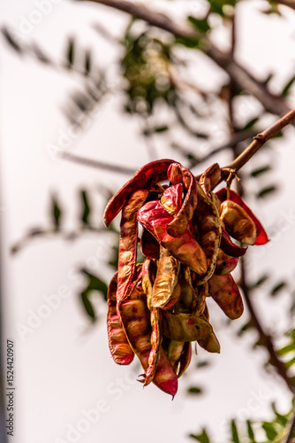 Caesalpinia spinosa pertenece a la familia Fabaceae.	