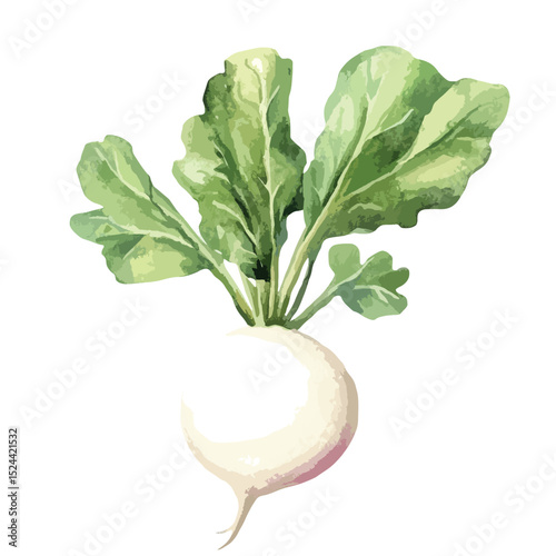 Watercolor Style Turnip with Green Leaves and Root Tail