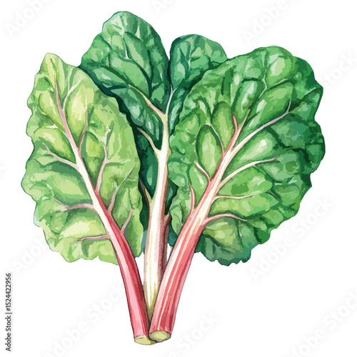 Watercolor Swiss Chard Illustration with Textured Green Leaves and Reddish Stalks