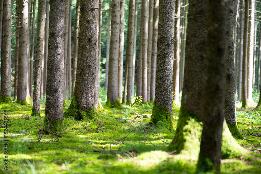 Fototapeta premium Wald