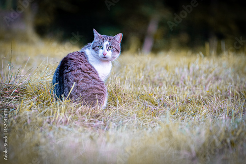 Graugetigerter Hauskatze auf einer Wiese photo