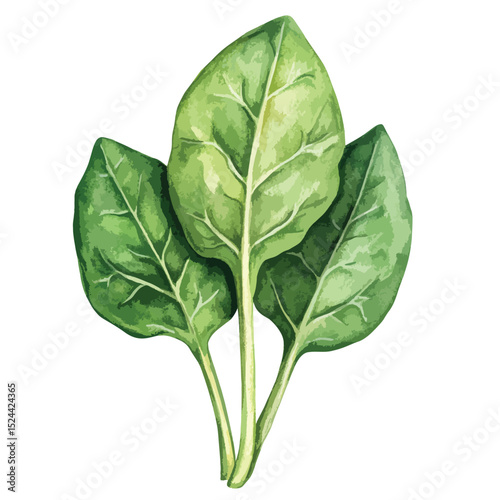 Watercolor Trio of Vibrant Spinach Leaves