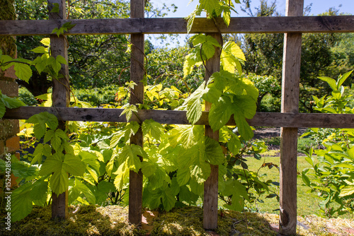Humulus lupulus, commonly known as common hop, European hop, is a climbing plant, Cannabaceae family. Hops are widely cultivated for their female fruits  used in brewing to flavor and preserve beer. 
