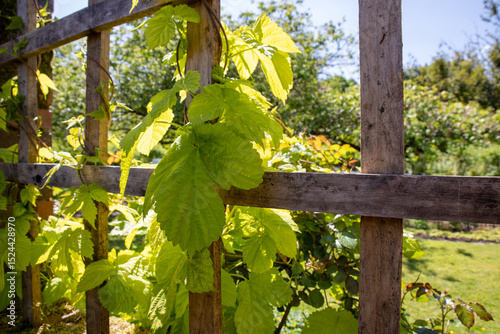 Humulus lupulus, commonly known as common hop, European hop, is a climbing plant, Cannabaceae family. Hops are widely cultivated for their female fruits  used in brewing to flavor and preserve beer. 