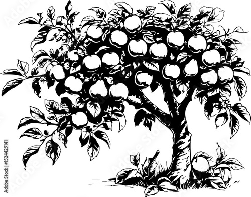 Harvesting apples a vibrant orchard scene in nature illustrating the bounty of autumn from a ground-level viewpoint