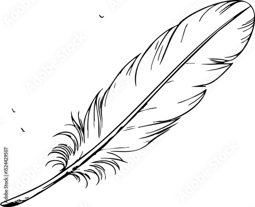 Nature scene feather in close-up outdoor environment artistic perspective wildlife inspiration for creativity
