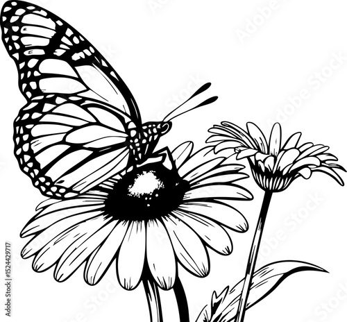 Butterfly on flower nature garden black and white floral environment close-up view elegant beauty for art lovers