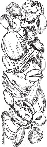 Nuts vector illustration hand drawn with ink. Template with kernels and nutshells of cashew, pistachio, almond, hazelnut, walnut and peanut for label and textile design