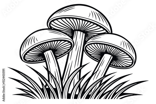 Detailed black and white illustration of three mushrooms growing in grassy setting