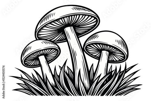 Detailed hand drawn illustration of three mushrooms growing in tall grass