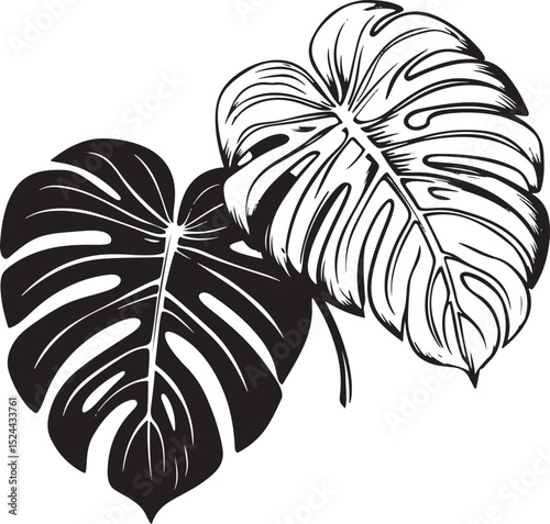 Line art silhouette monstera leaves