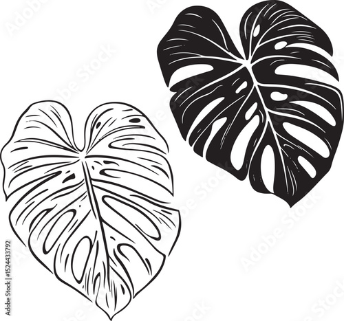 Line art silhouette monstera leaves