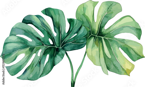 Watercolour drawing of monstera leaves