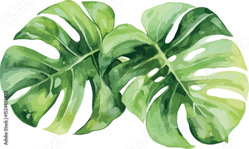 Watercolour drawing of monstera leaves