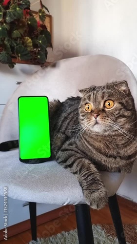 A domestic cat is lying on a chair, and a smartphone with a green screen is standing vertically next to it. 
