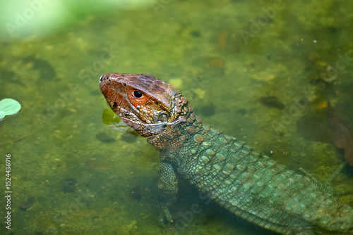 Fotografija the elusive Dracaena lizard, perfectly adapted to its Amazonian world