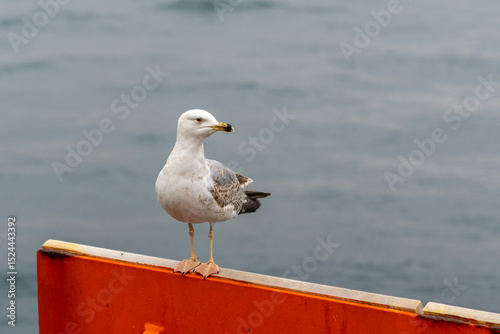 Fototapeta Naklejka Na Ścianę i Meble -  A seagull sits on the shore of the Bosphorus Strait