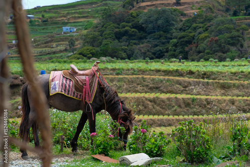 Fotografía A pony in Sakura Park Atok Benguet, Philippines.