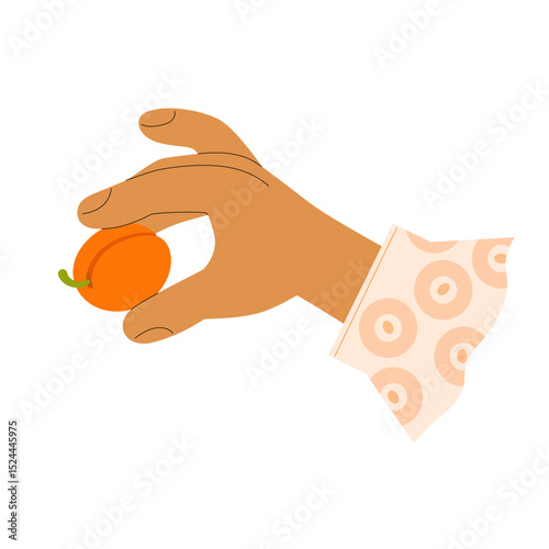Female stylized hand with shirt cuff holding freshly picked ripe apricot. Cute vector illustration for berry jam jar label design, fruit farm shop advertisement, pie recipe, garden harvest.