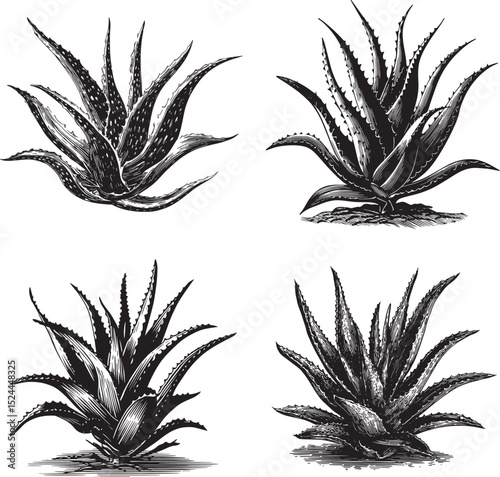 Aloe Vera SVG