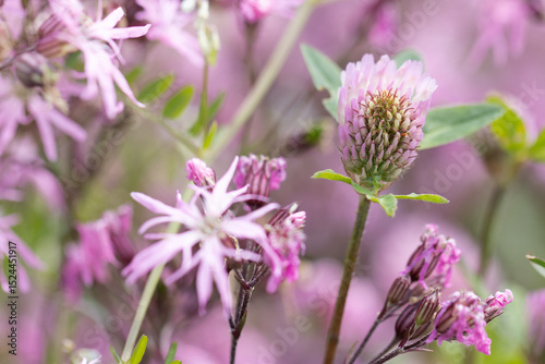Eine Blüte des Rotklees  steht in einem Meer aus Lichtnelken.