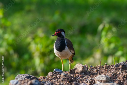 Portraits of red wattled lapwing