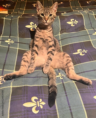 Photography sitting cat