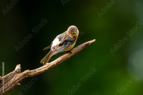 A bluebird perched on a tree limb