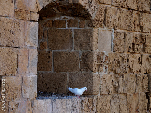One white dove in the arch of an ancient stone building